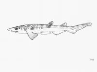 African sawtail catshark (Galeus polli)