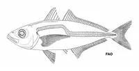 African scad (Trachurus delagoa)
