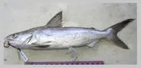 African sea catfish (Arius africanus)