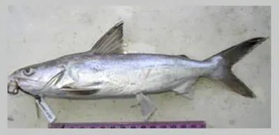 African sea catfish (Arius africanus)