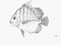 African sicklefish (Drepane africana)
