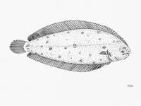 African solenette (Vanstraelenia chirophthalma)
