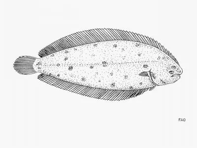 African solenette (Vanstraelenia chirophthalma)