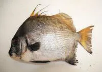 African spadefish (Tripterodon orbis)