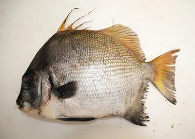 African spadefish (Tripterodon orbis)