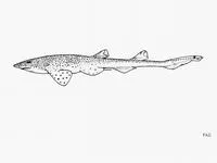 African spotted catshark (Holohalaelurus punctatus)