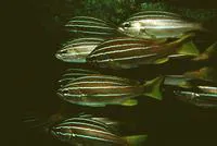 African striped grunt (Parapristipoma octolineatum)