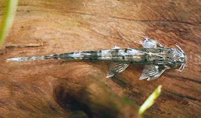 African whiptailed catfish (Phractura ansorgii)
