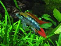 Agassiz's dwarf cichlid (Apistogramma agassizii)