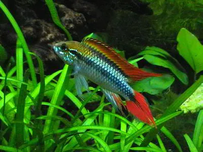 Agassiz's dwarf cichlid (Apistogramma agassizii)