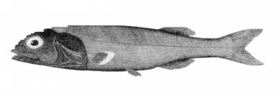 Agassiz' slickhead (Alepocephalus agassizii)