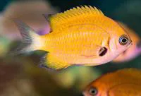 Agile chromis (Chromis agilis)