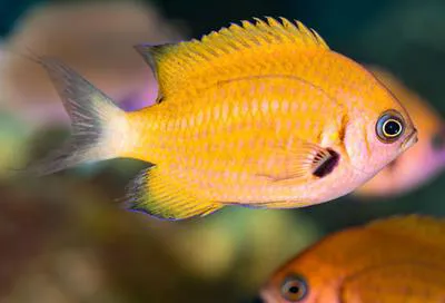 Agile chromis (Chromis agilis)