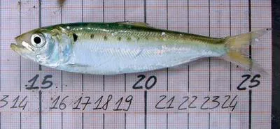 Agone (Alosa agone)
