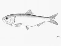 Agrakhan shad (Alosa sphaerocephala)