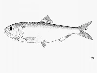 Agrakhan shad (Alosa sphaerocephala)