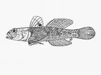 Agulhas goby (Caffrogobius agulhensis)