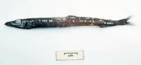 Ahlstrom's waryfish (Scopelosaurus ahlstromi)
