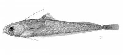 Ahuru (Auchenoceros punctatus)