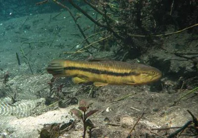 Aimara (Hoplerythrinus unitaeniatus)
