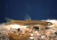 Airbreathing shellear (Kneria auriculata)