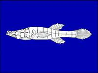 Alabama cavefish (Speoplatyrhinus poulsoni)