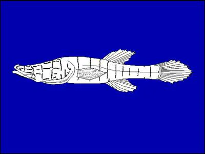 Alabama cavefish (Speoplatyrhinus poulsoni)