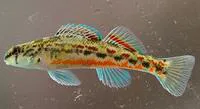 Alabama darter (Etheostoma ramseyi)