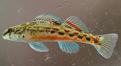 Alabama darter (Etheostoma ramseyi)