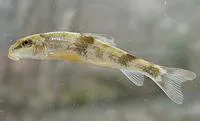 Alabama hog sucker (Hypentelium etowanum)