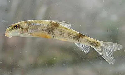 Alabama hog sucker (Hypentelium etowanum)