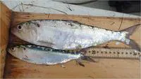Alabama shad (Alosa alabamae)
