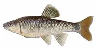 Alabama shiner (Cyprinella callistia)