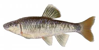 Alabama shiner (Cyprinella callistia)
