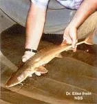 Alabama sturgeon (Scaphirhynchus suttkusi)