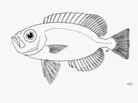 Alalaua (Priacanthus alalaua)