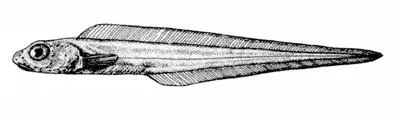 Alaska eelpout (Bothrocara pusillum)