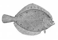 Alaska plaice (Pleuronectes quadrituberculatus)