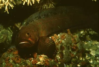 Alaskan ronquil (Bathymaster caeruleofasciatus)
