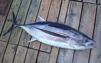 Albacore (Thunnus alalunga)