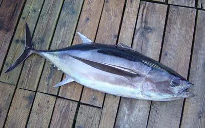Albacore (Thunnus alalunga)