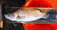 Albert lates (Lates macrophthalmus)