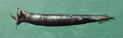 Alcock's boafish (Stomias nebulosus)