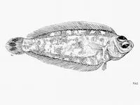 Alcock's narrow-body righteye flounder (Poecilopsetta praelonga)