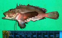 Alcock's scorpionfish (Minous inermis)