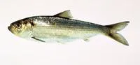 Alewife (Alosa pseudoharengus)