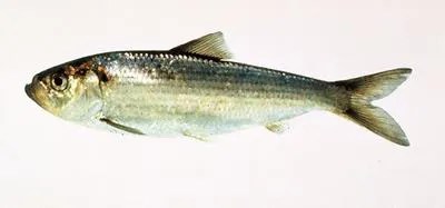 Alewife (Alosa pseudoharengus)