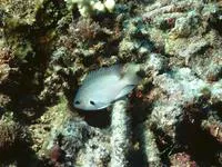 Alexander's damsel (Pomacentrus alexanderae)