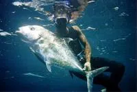 Alexandria pompano (Alectis alexandrina)