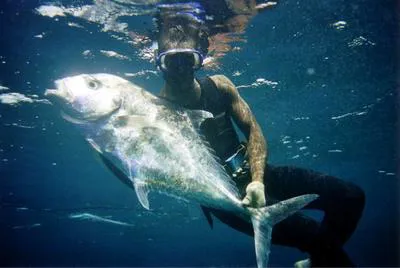 Alexandria pompano (Alectis alexandrina)